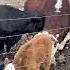 Rufus And Roxanne True Love Rufusthebull Cow Bull