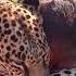 The Leopard Is So Happy To See Its Owner After A Long Time