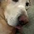 The Second One Was My Old Dog We Miss U Iskee