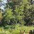 Relaxation Healing Music By Paul Mauriat And Ennio Morricone In A Magical Wood