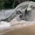 Impresionante Cocodrilo Escalando Río Arriba Shorts Reels Tiktok Cocodrilo Cocodrilos Cocodrilos