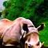 Animals Wildlife Rhinoceros Rhino Rhinosound Wildlife Animalplanet Animallovers