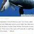 An Orca Killed A Great White Shark Near California S Farallon Islands In 2000