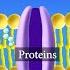 Cell Membrane Structure And Function