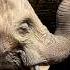 Rangers Vs Poachers The Fight To Save Africa S Elephants Guardians BBC Earth