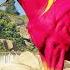 Arthur Tames A Gigantic Magenta And Gold Horse At Dakota River S Hidden Waterfall