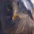 What Will Happen To Sunny And Gizmo After They Fledge