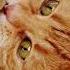 лечебное кошачье мурлыканье для сна звук урчание кошки асмр Cat Asmr