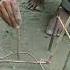 Bird Trap Parrot Trap Pigeon Trap Trap For Bird Birds Trap Shorts
