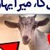 Baba Saleem S LAST Eid In Karachi Karachi Cattle Farm Eid Al Adha 2025 Shaista Raza 24 Plus