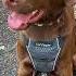 Funny Animalvideo Cutepets Filou Wants A Tasty Steak Shorts