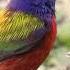 The Painted Bunting Is The Most Colorful Bird At Circle B Bar Reserve
