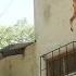 Jumping Dogs Champion Pit Bull Can Leap Up Four Metre Walls