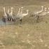 Sandhill Cranes Found Dead In Southern Indiana From Bird Flu