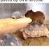 Capybara Ok I Pull Up