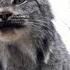 Two Lynx Cats Scream At Each Other Can You Stand It Nat Geo Wild