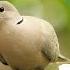 Dove Sounds Mourning Dove And Cooing Sounds Effect Loud Whistle