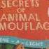Usborne Secrets Of Animal Camouflage Shine A Light