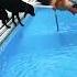 Я умер со смеху собака Dog Dogs Dogshorts Funny Funnydogs Animals Cats юмор Funnycats Cat