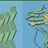 PROTEIN FOLDING