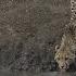 Crocodile Attacks Unsuspecting Cheetah Cub