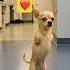 This Dog Lost His Front Legs But Not His Spirit K9 Puppy Dogtraining Dog Belgianmalinois