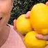 7 Lemon Tree Problems And Solutions How To Care For Citrus Lemon Trees