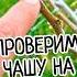 Как собрать 30 кг с компактной ГРУШИ Обрезка ЯБЛОНИ в виде чаши обрезкагруши обрезкаяблони сад