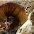 HAT TRICK RAMS WE FOUND 3 BIGHORN SHEEP And My BIGGEST TO DATE