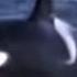 Killer Whale Vs Sea Lions National Geographic