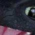 TODAY Tours How To Train Your Dragon World At Epic Universe