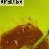 Крылья крылья крылышкиkfc крылышки курица