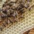 Like Bees To Honey