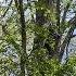 Chick In Hollow While Brother Sits On Fence Barredowls Barredowlchicks Babybarredowls 2020