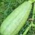 Spaghetti Squash