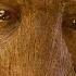 Groot S Sacrifice We Are Groot Scene Guardians Of The Galaxy 2014 Movie Clip