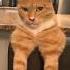 Gigachad Cat Returns