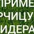 Как применять горчицу на сидерат в огороде и ее посев Agrolife Ua Вы спрашиваете мы отвечаем