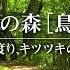 自然音 鳥のさえずり 爽やかな朝の森の音 鳥のさえずり リラックス 癒し 作業 勉強 読書 睡眠 自然音 ASMR Nature Sounds