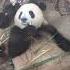 These Bamboos Are Just Finger Licking Good Daily Panda Mukbang