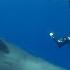 Feeling The Force Of Sperm Whales Ultrasound Super Giant Animals BBC Earth
