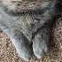 Dorcas Has Teeny Weeny Paws