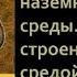 Биология 7 класс Урок 32