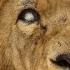 Rescued Circus Lions Returning To Africa