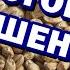 САМОГОН ИЗ ПШЕНИЦЫ от А до Я СОЛОД БРАГА Отбор голов ВКУСНЫЙ САМОГОН