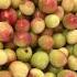 ক শ ম র ক ল ক শ ম র আপ ল ক ল নজর ক র বরই Kashmiri Apple Kul