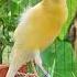 Amazing Canary Transformations Birds Vogel Birdsinging Canarysingingtraining Birdsong Canary