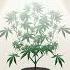 Topping Cannabis Boost Your Yield With This Technique
