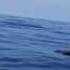 A Trip To MARATUA PARADISE The Dolphin Line