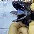 Jaws Of A Crocodile Fish Animals Video
